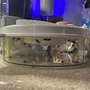 Imagine Electric insect trap (covering 80sq.m)